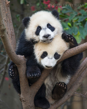 Panda Cubs Photo
