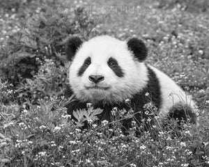 Cute Baby Panda Photo