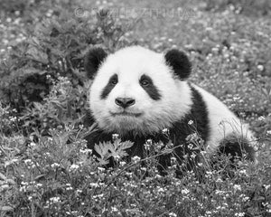 Cute Baby Panda Photo