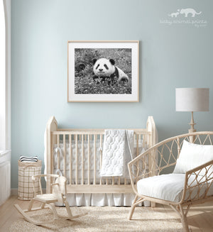 Cute Baby Panda Photo