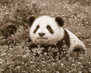 Cute Baby Panda Photo