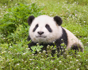 Cute Baby Panda Photo