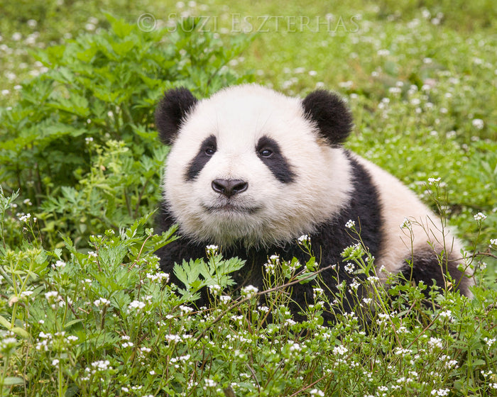 Cute Baby Panda Photo