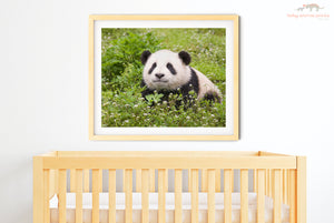 Cute Baby Panda Photo