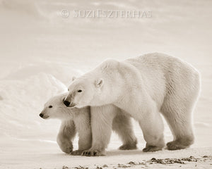 mom and baby polar bear photo sepia