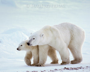 Baby Bears Photo Set (Color)