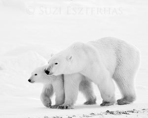 mom and baby polar bear black and white