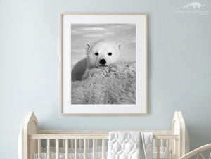 Baby Polar Bear Photo