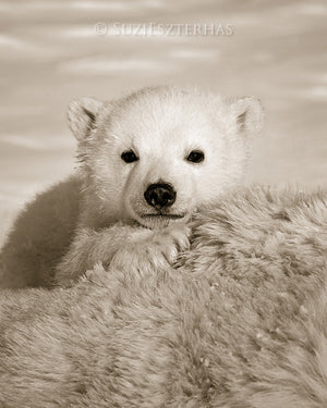 cute baby polar bear photo sepia