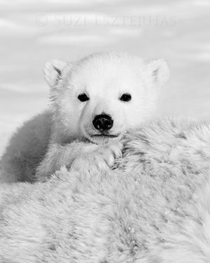 cute baby polar bear black and white