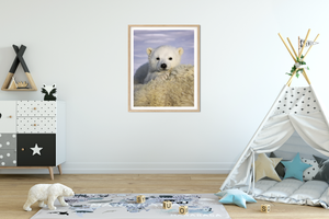Baby Polar Bear Photo