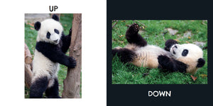 Inside of Panda Opposites book