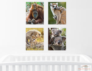 Mom and Baby Koala Photo