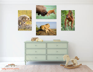 Playful Baby Animals Photo Set (Color)
