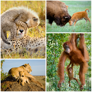 Playful Baby Animals Set in Color