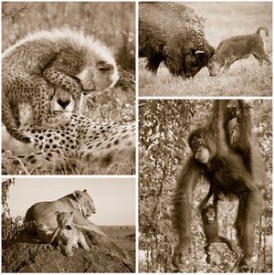 Playful Baby Animals Set in Sepia