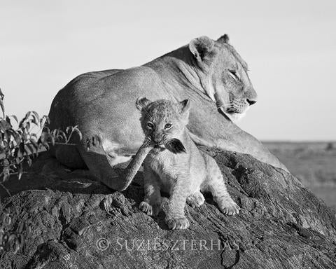 lion cub images black and white