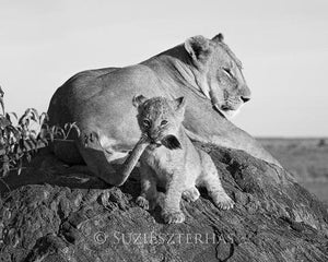 Baby Lion and Mom Photo