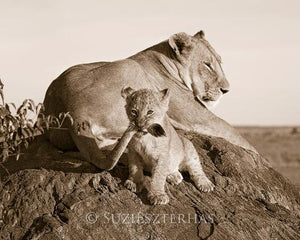 Baby Lion and Mom Photo