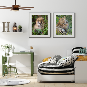 Serval Kitten Photo