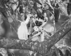 Cute Baby Lemur Photo