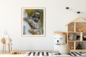 Mom and Baby Sloth Photo