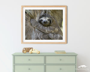 Baby Sloth Photo