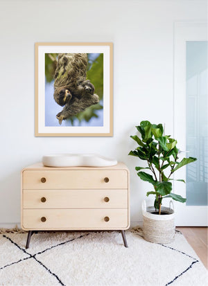 Cute Mom and Baby Sloth Photo