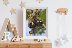 Cute Mom and Baby Sloth Photo