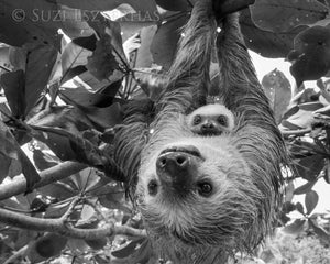Mom and Baby Sloth Hanging Photo