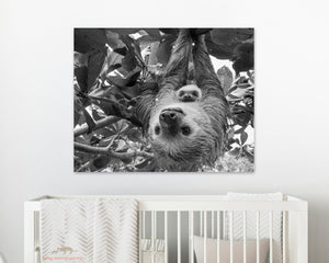 Mom and Baby Sloth Hanging Photo
