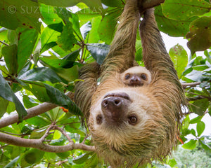 Mom and Baby Sloth Hanging Photo