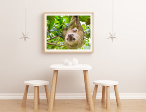 Mom and Baby Sloth Hanging Photo