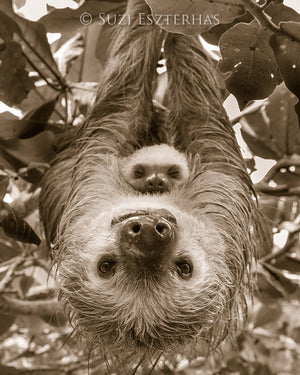 Snuggle Baby Animals Photo Set (Sepia)