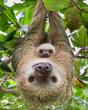 mom and baby sloth photo