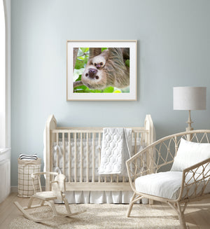 Sweet Mom and Baby Sloth Photo