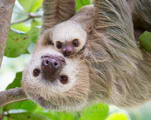 Little Sloth Lovers Bundle