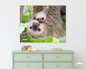 Sweet Mom and Baby Sloth Photo