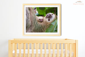 Mom and Sleepy Baby Sloth Photo