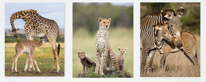 Safari Trio Photo Set (Color)