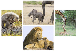 safari animals greeting cards
