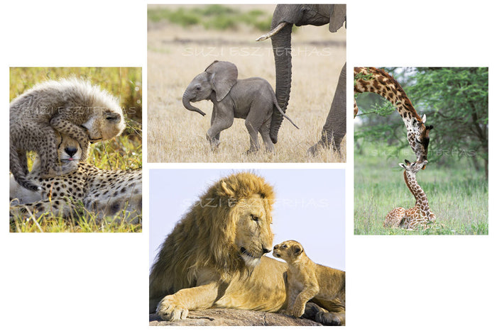Greeting Card Set (Color)