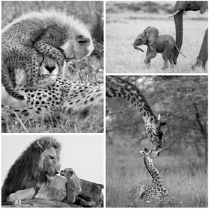 Safari Baby Animals Print Set Black and White