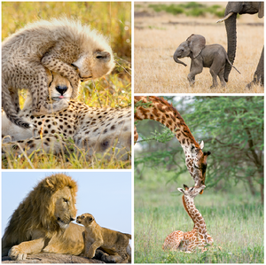 Safari Baby Animals Print Set Color