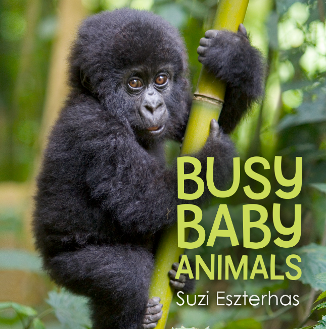 Children's Book, Busy Baby Animals