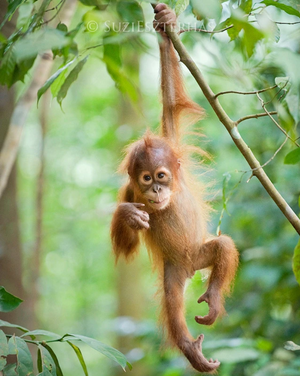 Orangutan Lovers Bundle