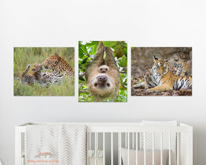 Tiger Mom and Cubs Photo