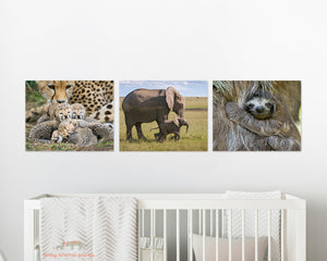 Mom and Newborn Cheetahs Photo