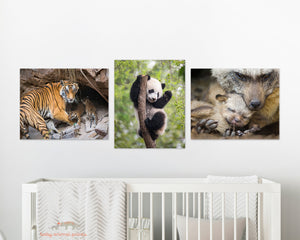 Tiger Mom and Cubs in Den Photo