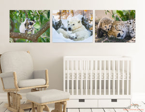 Polar Bear Mother and Cubs Photo
